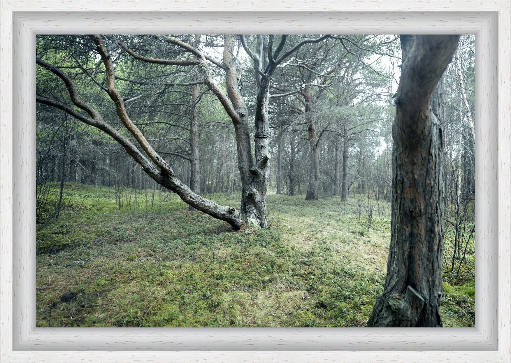 pierrechancy foret4 theartcycle photo_principale 1850378082.jpeg The Art Cycle