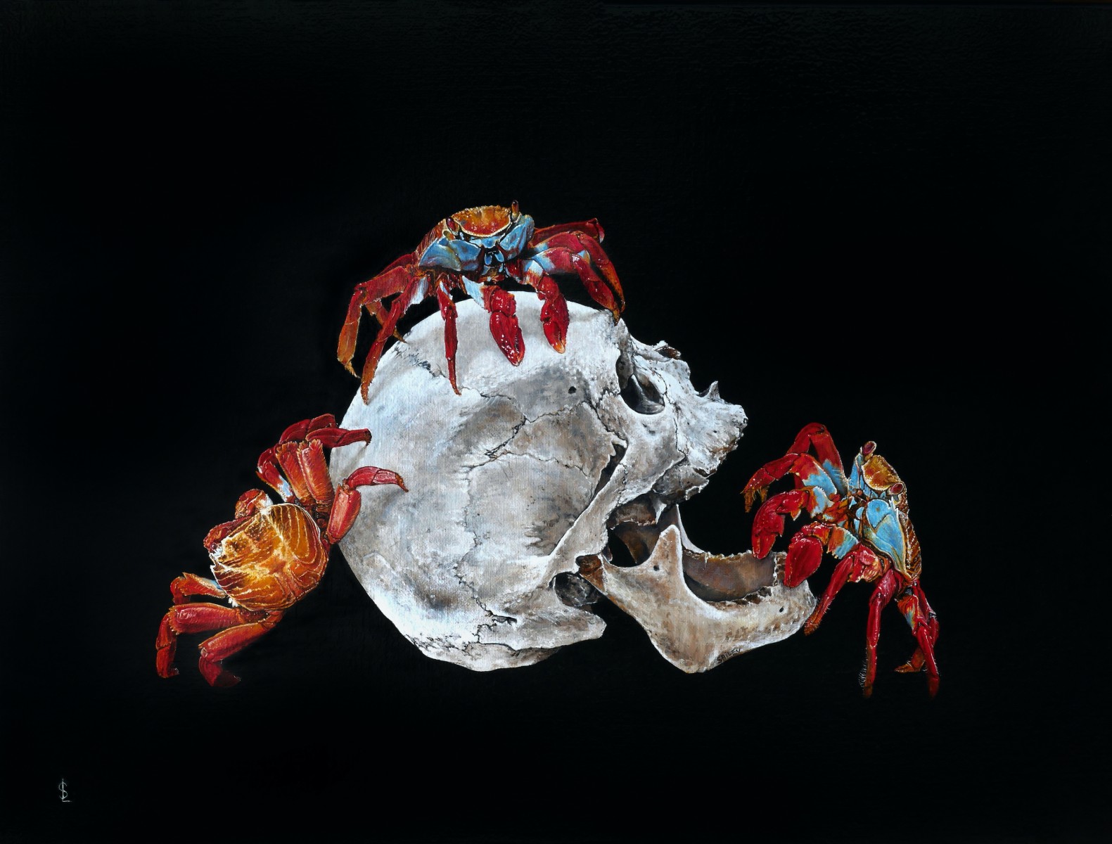 Grapsus grapsus, de Sailev The Art Cycle