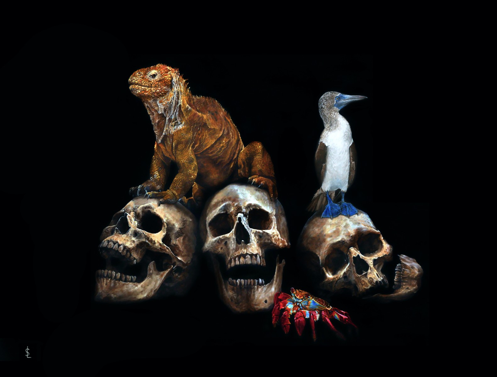 Memento Mori des Galapagos, de Sailev The Art Cycle