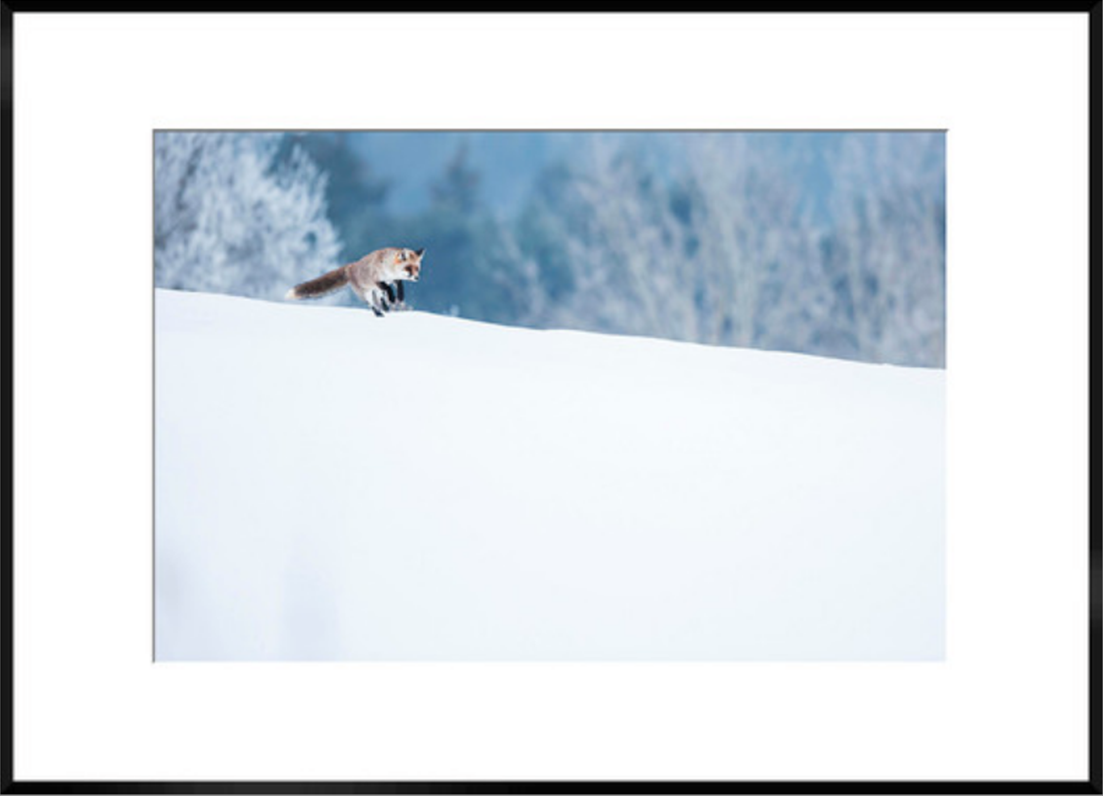 thomasdelahaye lesaut photographie animaux theartcycle photo_principale.jpg The Art Cycle