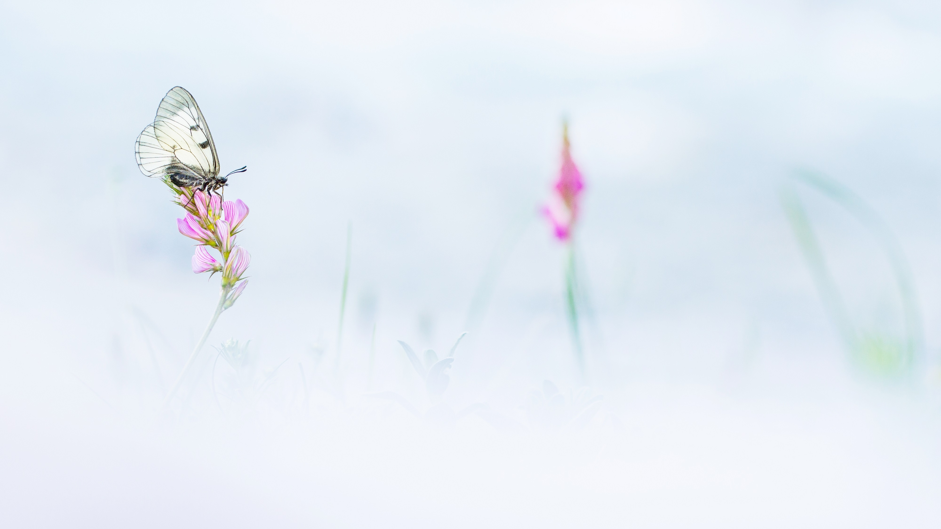 thomasdelahaye semiapollonetsainfoin photographie animaux theartcycle photo_detail_1.jpg The Art Cycle