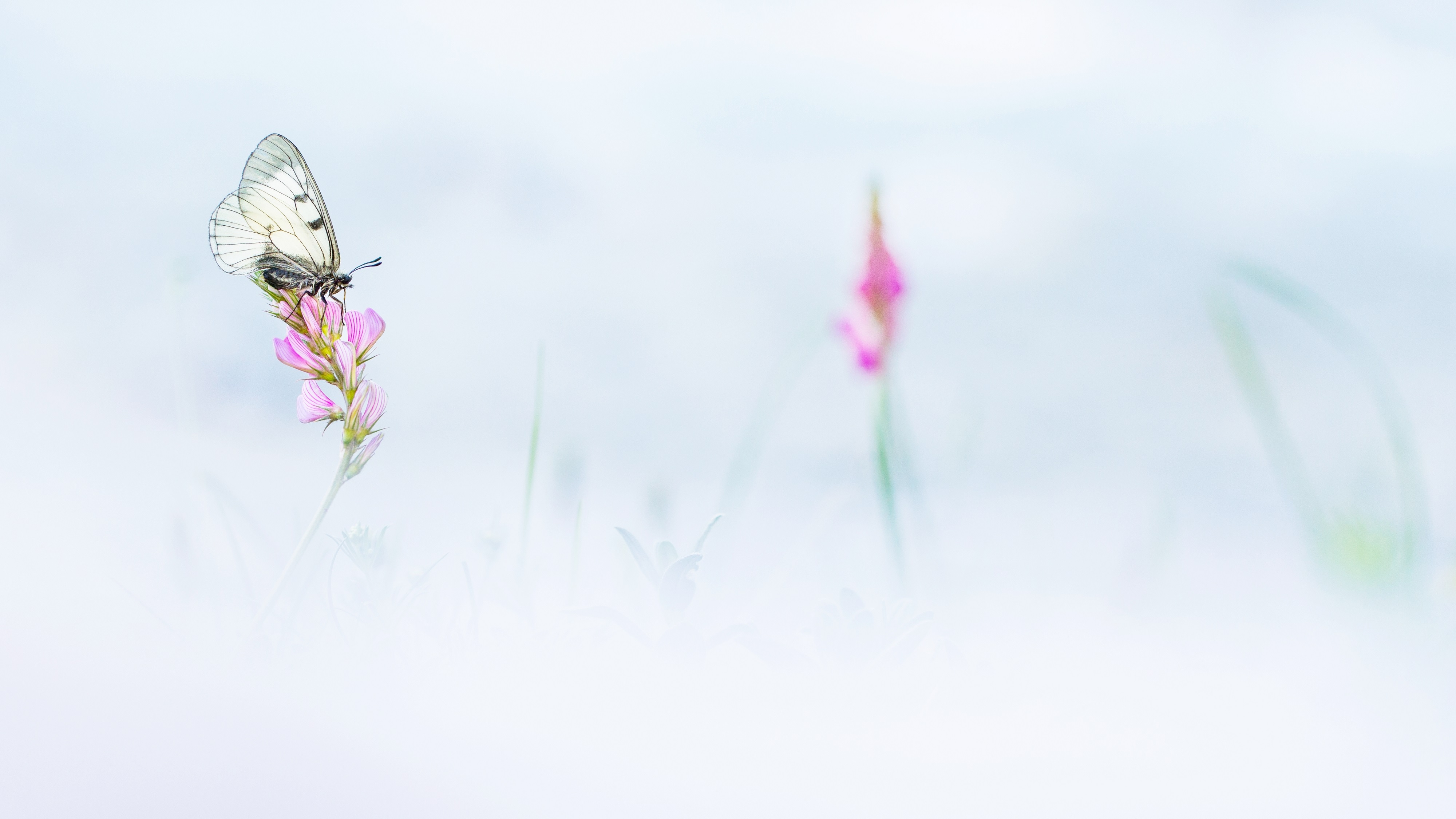 thomasdelahaye semiapollonetsainfoin photographie animaux theartcycle photo_detail_1.jpg The Art Cycle